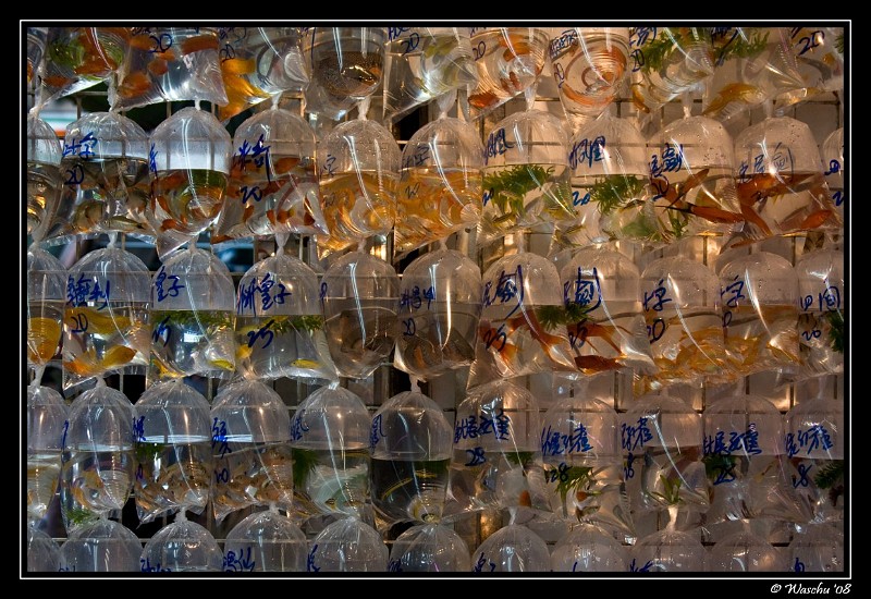 Goldfish Market.jpg